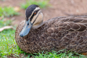 Pacific black duck