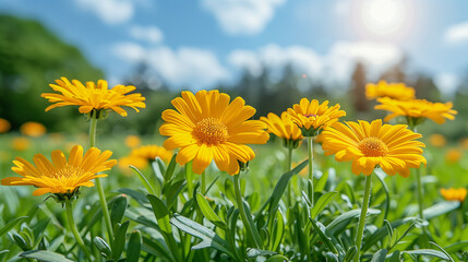 Sunny Field of Vibrant Yellow Daisies in Bloom..