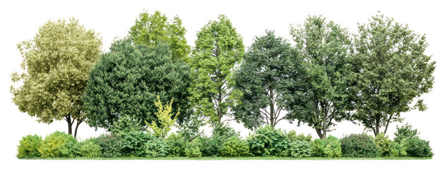 PNG Group of trees outdoors woodland scenery.
