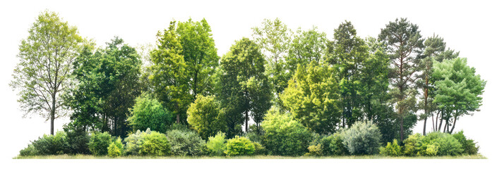 PNG Group of trees forest landscape scenery.