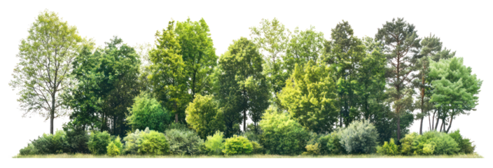 PNG Group of trees forest landscape scenery.