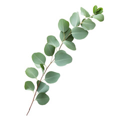 Obraz premium Green leaves isolated on transparent background