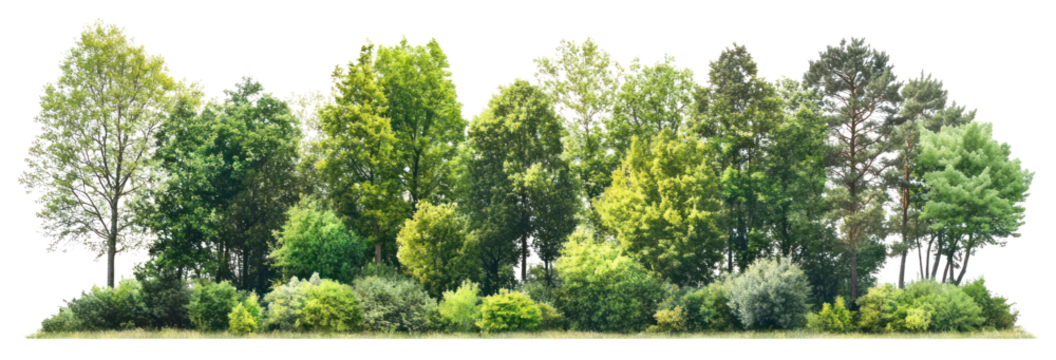 PNG Group of trees forest landscape scenery.