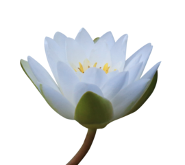 Lotus or Water lily or Nymphaea flower. Close up white lotus flower on lotus stalk isolated on transparent background.
