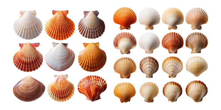 Colorful Shells on Transparent Background