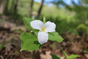 Large-flowered trillium close up at Harms Woods in Skokie, Illinois