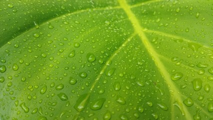 macro perspective of rain drops on green taro leaf 