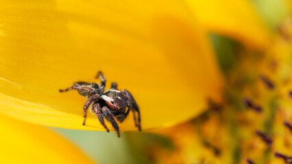 Jumping Spider on Sunflower – A sharp close-up capturing the curious spider perched against a vibrant yellow petal, blending nature’s elegance and vitality.
