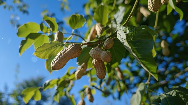 Close view of peanut clusters on tree branches in a garden, clear sky above