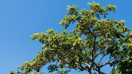 Obraz premium Tree in a garden with clusters of peanuts, clear sky behind