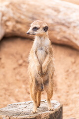 Meerkat, Suricata suricatta, on hind legs. Portrait of meerkat standing on hind legs with alert expression. Portrait of a funny meerkat sitting on its hind legs.