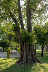 Fototapeta premium tree in the park