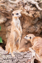 Meerkat, Suricata suricatta, on hind legs. Portrait of meerkat standing on hind legs with alert expression. Portrait of a funny meerkat sitting on its hind legs.