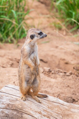 Meerkat, Suricata suricatta, on hind legs. Portrait of meerkat standing on hind legs with alert expression. Portrait of a funny meerkat sitting on its hind legs.