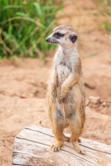 Meerkat, Suricata suricatta, on hind legs. Portrait of meerkat standing on hind legs with alert expression. Portrait of a funny meerkat sitting on its hind legs.