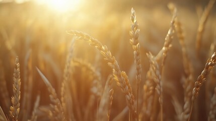 Fototapeta premium Rice growing in the fields, close-up of rice grains, a farmhouse harvest scene in China, warm colors, rice ears swaying in the wind, clear details.