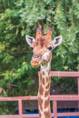 Close-up giraffe head on green leaves background