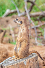Meerkat, Suricata suricatta, on hind legs. Portrait of meerkat standing on hind legs with alert expression. Portrait of a funny meerkat sitting on its hind legs.