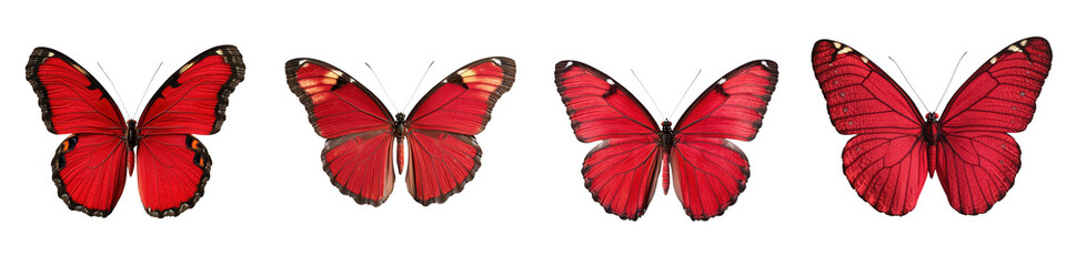 Fototapeta premium Closeup shot of several vibrant red butterflies with intricate detailed wing patterns in a natural environment The butterflies are shown in flight highlighting their graceful movements and delicate