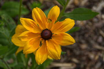 Black eyed susans in bloom