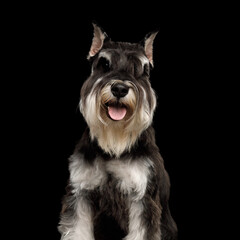 A cheerful and playful schnauzer exhibits its distinct and adorable features with an endearing expression