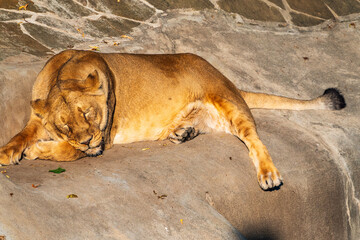 An asian female lion laying on the ground