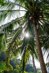 coconut palm trees