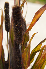 Close up of a Reed