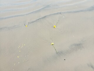 Beach 0003 Flowers Ocean Sea NYC