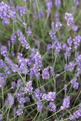 Lavender Field