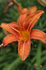 Lily with Water Droplets