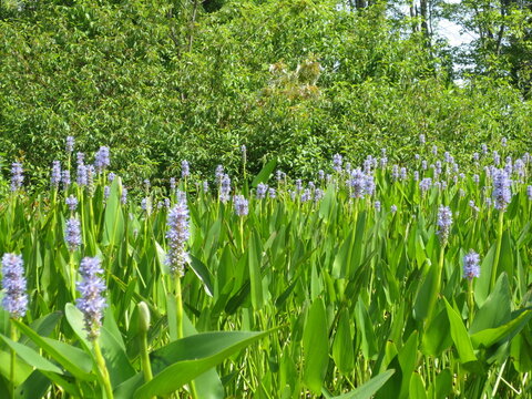 Pond 0003 Purple Flowers