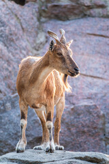 Markhor female on the rock. Latin name - Capra falconeri. Wild goat native to Central Asia, Karakoram and the Himalayas