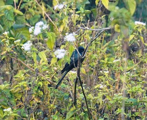 The Black Drongo (Dicrurus macrocercus) is a glossy black, agile, fork-tailed bird known for its aggressive nature, melodious calls, insectivorous diet, and fearless defense of territory.
