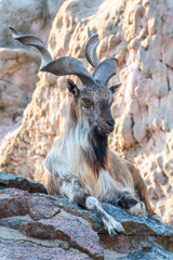 Close-up portrait of Markhor, Capra falconeri, wild goat native to Central Asia, Karakoram and the...
