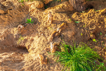 Meerkat, Suricata suricatta, on hind legs. Portrait of meerkat standing on hind legs with alert expression. Portrait of a funny meerkat sitting on its hind legs.