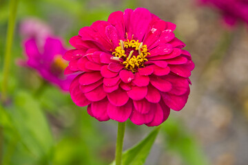 Obraz premium Pink Zinnias in Bloom in the Summer