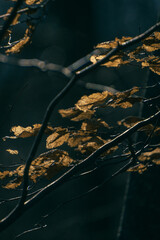 autumn leaves blowing in the wind in nature