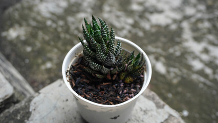 Succulent plants in white pots