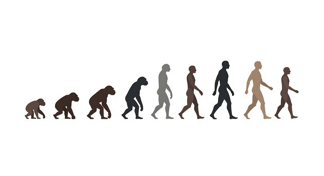 human evolution It was an evolutionary process that led to the appearance of Contemporary man, background