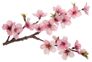Obraz premium PNG Pink cherry blossoms delicate flower spring.