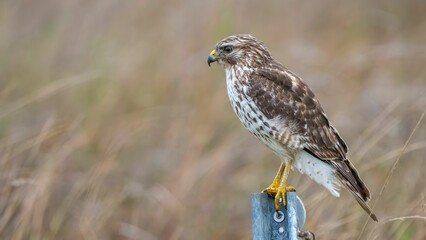 Hawk perched on a metal post in a field, showcasing its detailed plumage and sharp gaze.