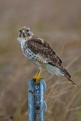 Hawk perched on a metal post in a grassy field, showcasing its detailed plumage and intense gaze.