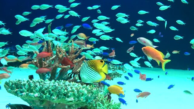Schools of tropical fish swimming underwater by the coral reefs. 4K