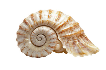 Beautiful and intricate spiral shell found on a sandy beach during sunset isolated on transparent background