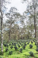 Beautiful of coffee plantation in nature farm