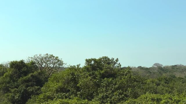 Horizonte del manglar