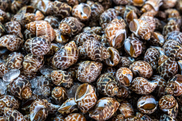Spotted babylon - Babylonia areolata. Pile of fresh Sweet shellfish in an ice tray on a stall for sale at Thai Seafood Market.