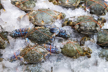 Blue crab - Portunus armatus. Pile of fresh crabs tie with rubber band with in an ice tray on a stall for sale at Thai Seafood Market, Mahachai, Samut Sakhon. © Panupong