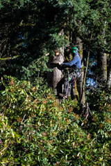 Professional tree cutter in safety harness, hard hat, and climbing spikes high up in an evergreen tree trimming branches off in preparation for taking the tree out
